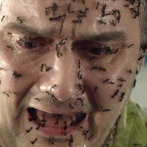 Bilder Ants On A Plane