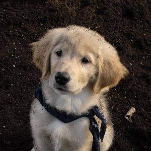 Bilder Santa Buddies - Auf der Suche nach Santa Pfote