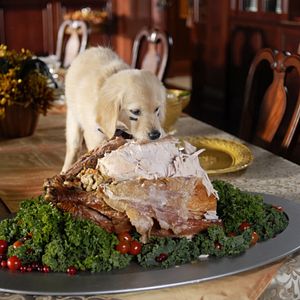 Bilder Santa Buddies - Auf der Suche nach Santa Pfote