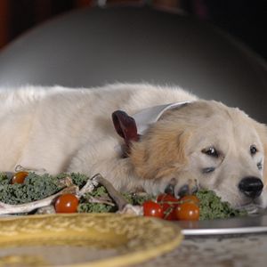 Bilder Santa Buddies - Auf der Suche nach Santa Pfote