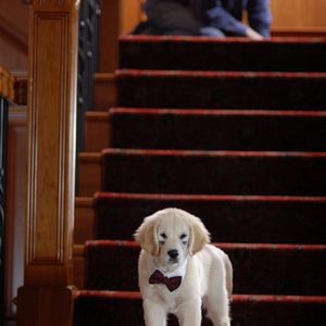 Bilder Santa Buddies - Auf der Suche nach Santa Pfote