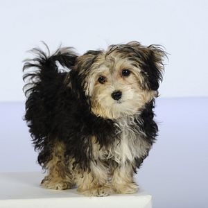 Bilder Santa Buddies - Auf der Suche nach Santa Pfote