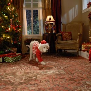 Bilder Santa Buddies - Auf der Suche nach Santa Pfote