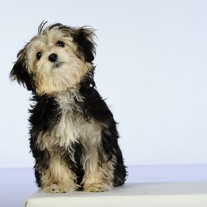 Bilder Santa Buddies - Auf der Suche nach Santa Pfote