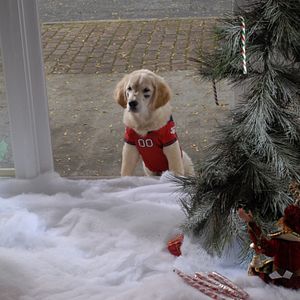 Bilder Santa Buddies - Auf der Suche nach Santa Pfote