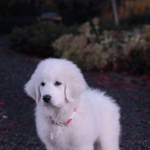 Bilder Santa Buddies - Auf der Suche nach Santa Pfote