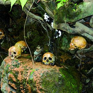 Bilder Cannibals - Welcome To The Jungle