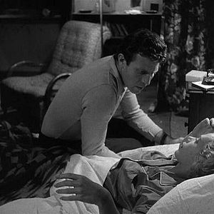 Bilder Der Tiger von New York