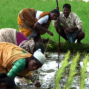 Bilder Good Food, Bad Food - Anleitung für eine bessere Landwirtschaft
