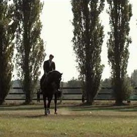 Bilder Ein Leben für die Pferde