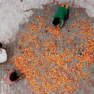 Bilder Das Lied der Sperlinge