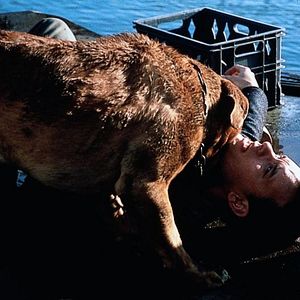 Bilder Beasley the Dog