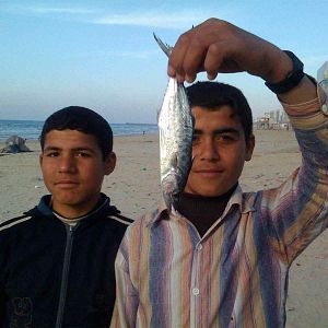 Bilder Aisheen (Still Alive in Gaza)