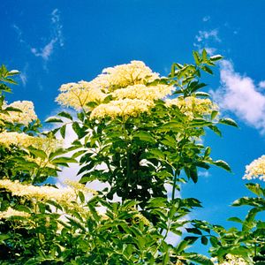 Bilder Holunderblüte