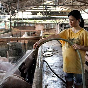 Bilder The Tiger Factory