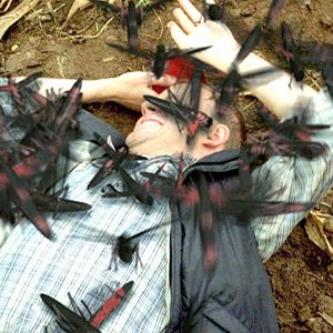 Bilder Heuschrecken - Die achte Plage