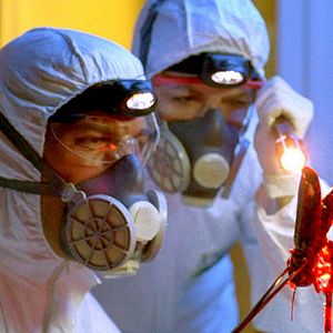 Bilder Heuschrecken - Die achte Plage