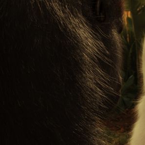 Bilder Flöckchen - Die großen Abenteuer des kleinen weißen Gorillas!