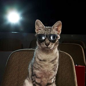 Bilder Der gestiefelte Kater