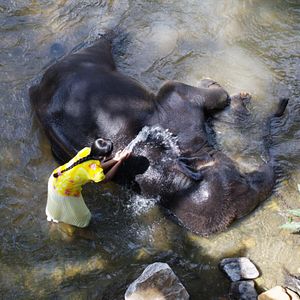 Bilder Chandani und ihr Elefant