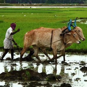 Bilder Good Food, Bad Food - Anleitung für eine bessere Landwirtschaft
