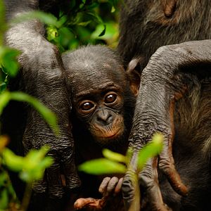 Bilder Benny - Allein im Wald