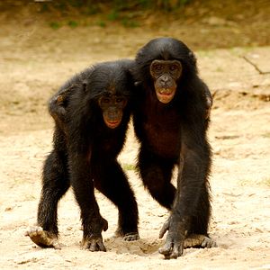 Bilder Benny - Allein im Wald