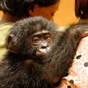 Bilder Benny - Allein im Wald