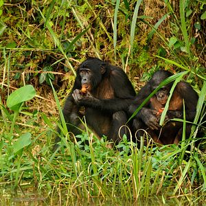 Bilder Benny - Allein im Wald