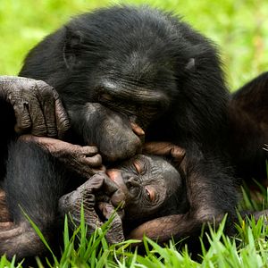 Bilder Benny - Allein im Wald