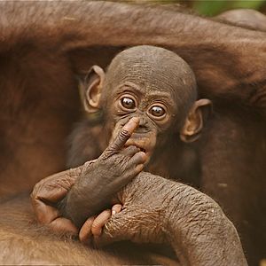 Bilder Benny - Allein im Wald