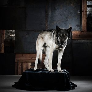 Bilder Riese: Kingdom Falling