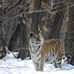 Bilder Russland - Im Reich der Tiger, Bären und Vulkane