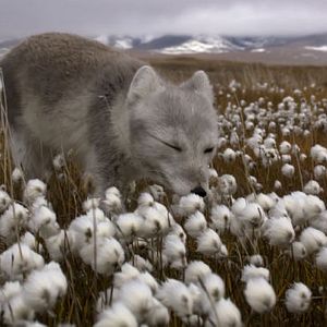 Bilder Russland - Im Reich der Tiger, Bären und Vulkane