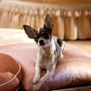 Bilder Beverly Hills Chihuahua 2