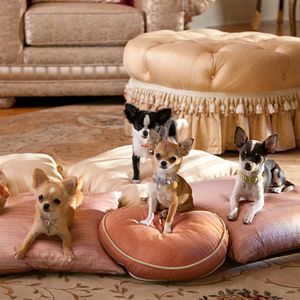 Bilder Beverly Hills Chihuahua 2