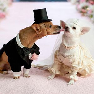 Bilder Beverly Hills Chihuahua 2