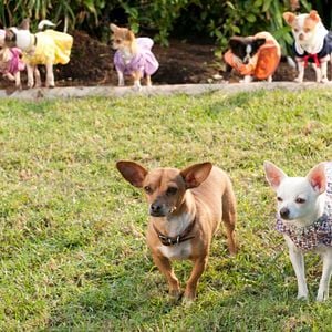 Bilder Beverly Hills Chihuahua 2