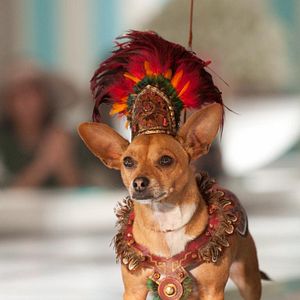 Bilder Beverly Hills Chihuahua 2