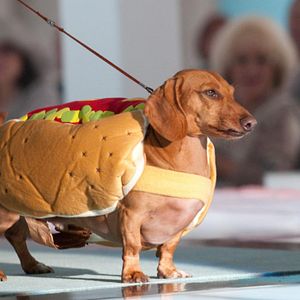 Bilder Beverly Hills Chihuahua 2