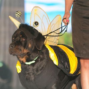 Bilder Beverly Hills Chihuahua 2