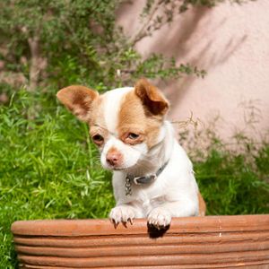 Bilder Beverly Hills Chihuahua 2