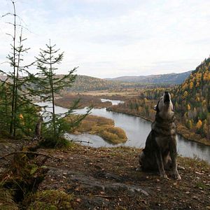 Bilder Siberia, Monamour