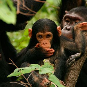 Bilder Jane's Journey - Die Lebensreise der Jane Goodall