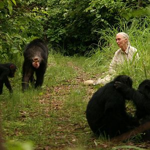 Bilder Jane's Journey - Die Lebensreise der Jane Goodall