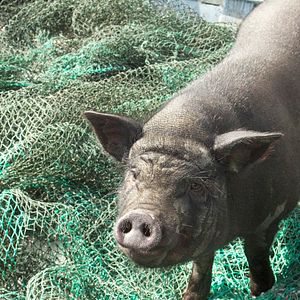 Bilder Das Schwein von Gaza