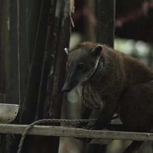 Bilder Operación Jaque