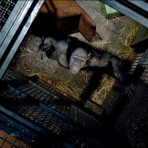 Bilder Planet der Affen: Prevolution