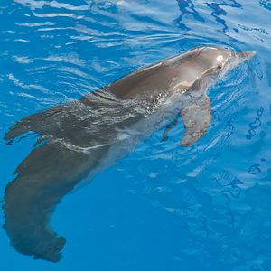 Bilder Mein Freund, der Delfin