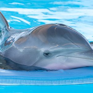 Bilder Mein Freund, der Delfin